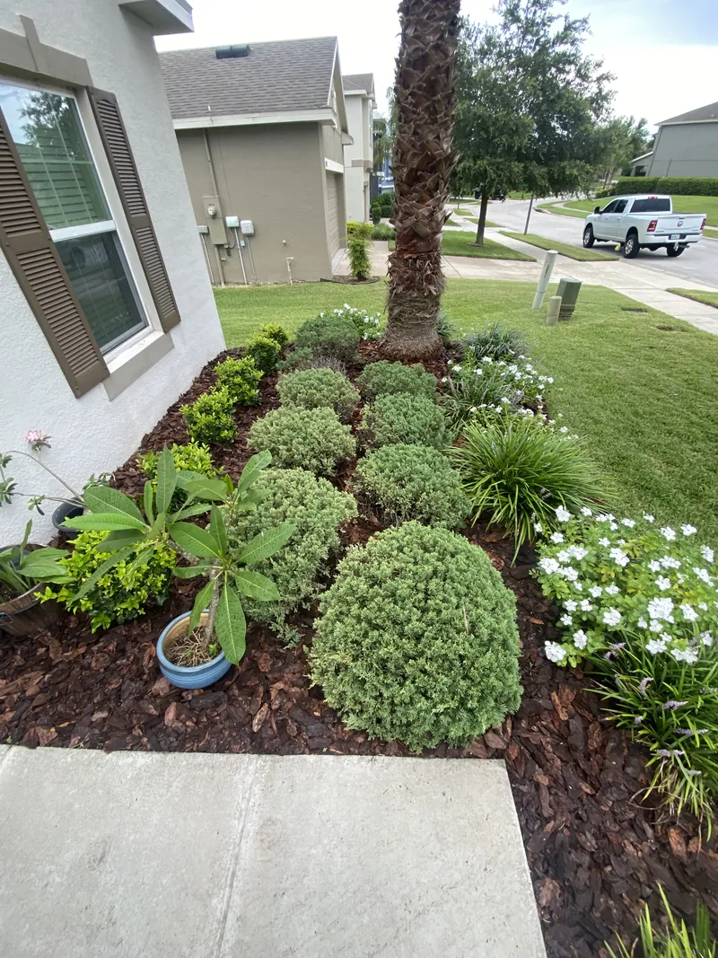 Trimmed shrubs, flowers and fresh mulch in a front planting bed
