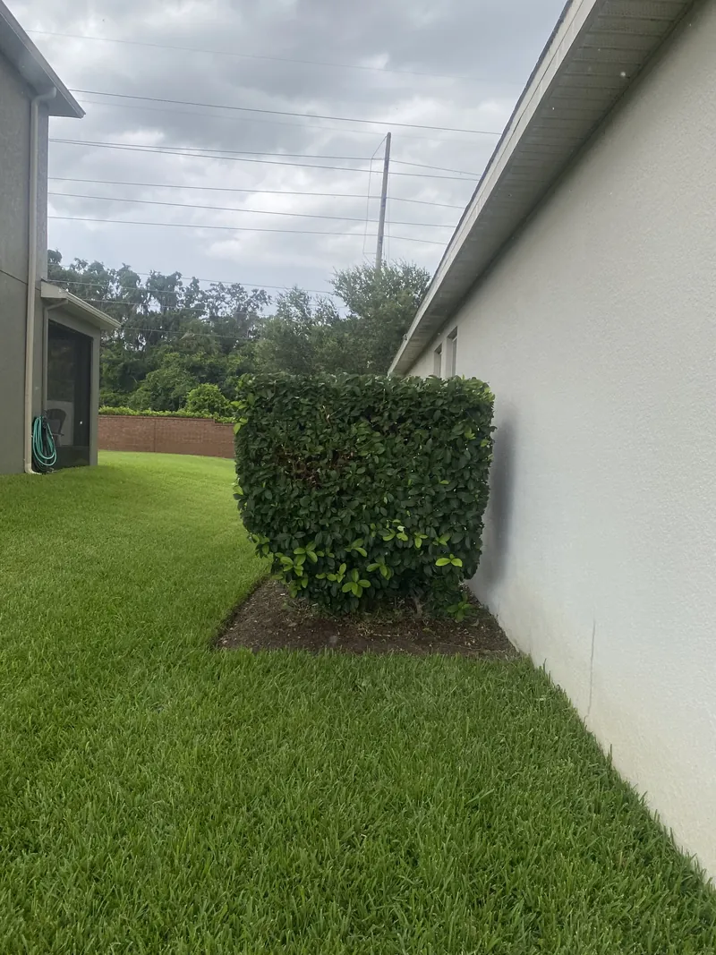 Neatly trimmed hedge beside a maintained side lawn