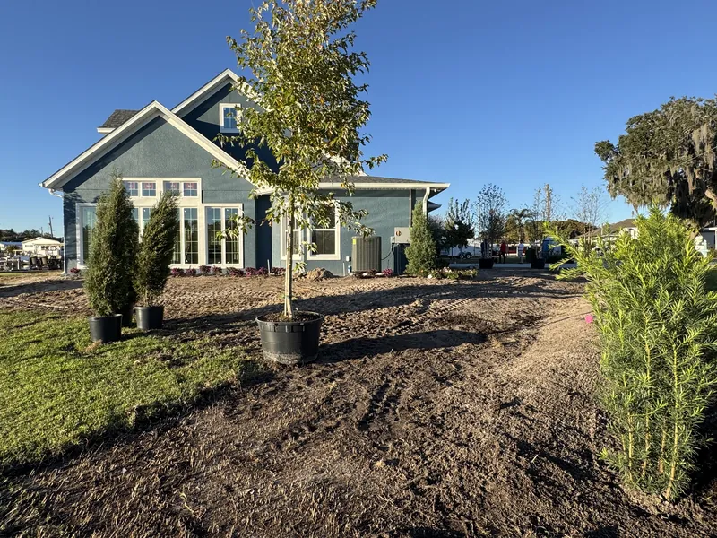 A landscape project in progress with new trees and prepared ground